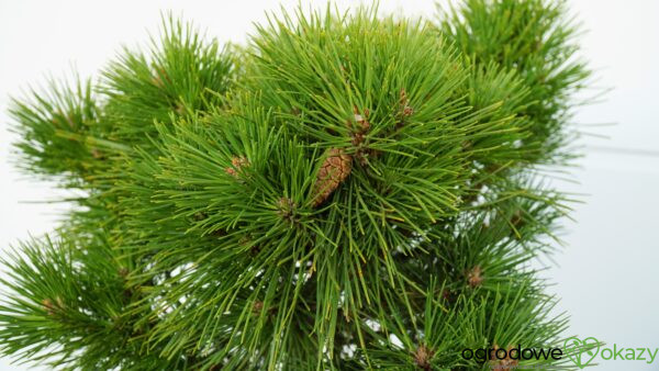 SOSNA GĘSTOKWIATOWA WATNONG Pinus densiflora