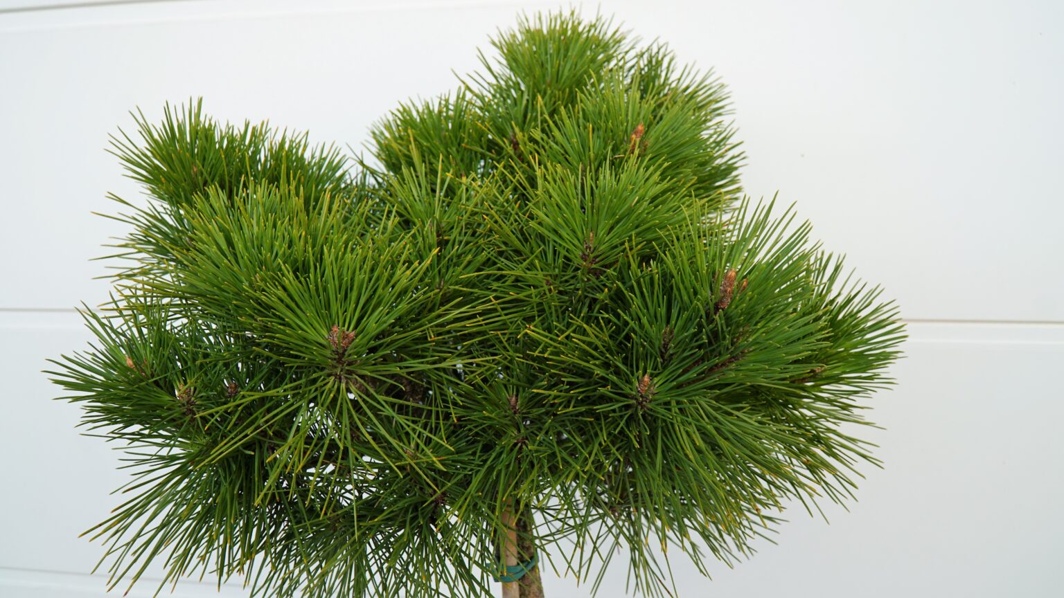 SOSNA GĘSTOKWIATOWA WATNONG Pinus densiflora