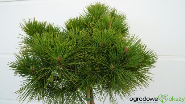 SOSNA GĘSTOKWIATOWA WATNONG Pinus densiflora