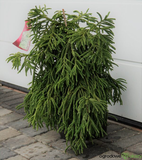 SZYDLICA JAPOŃSKA SPIRALIS Cryptomeria japonica