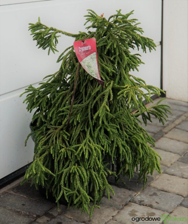 SZYDLICA JAPOŃSKA SPIRALIS Cryptomeria japonica