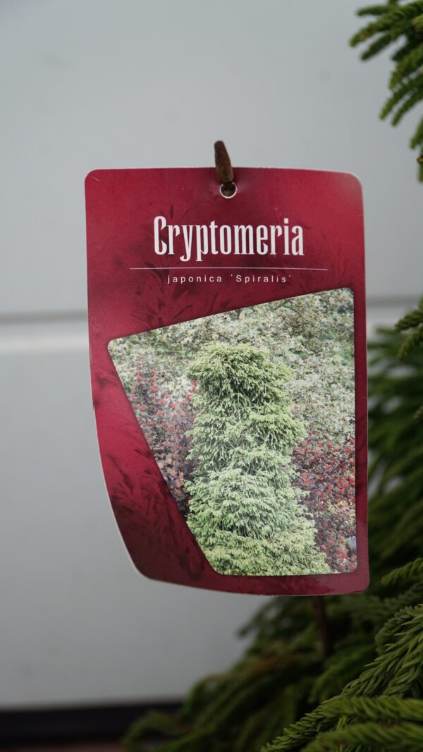 SZYDLICA JAPOŃSKA SPIRALIS Cryptomeria japonica