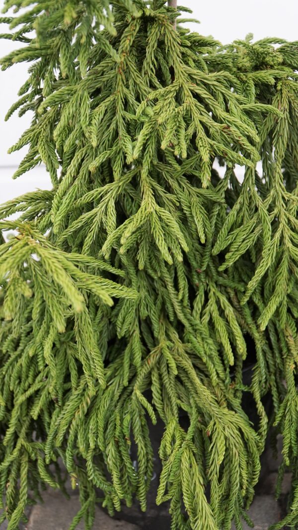 SZYDLICA JAPOŃSKA SPIRALIS Cryptomeria japonica