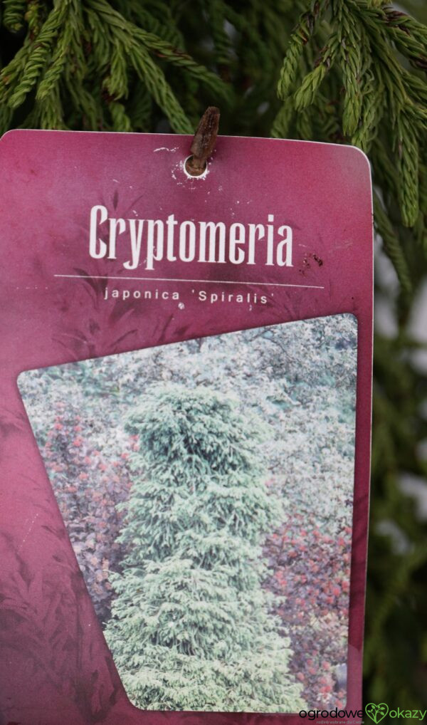 SZYDLICA JAPOŃSKA SPIRALIS Cryptomeria japonica