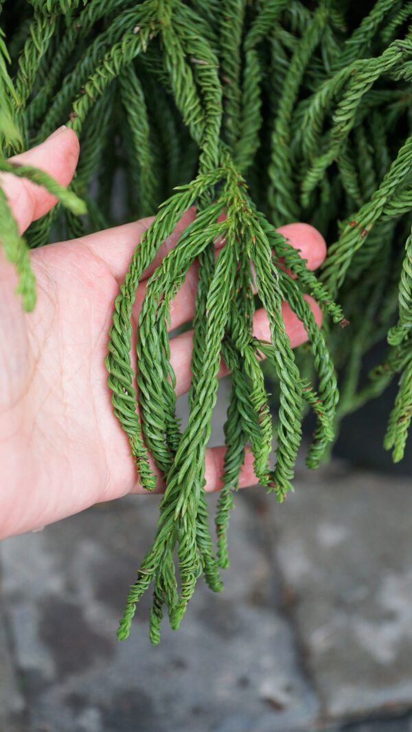 SZYDLICA JAPOŃSKA SPIRALIS Cryptomeria japonica