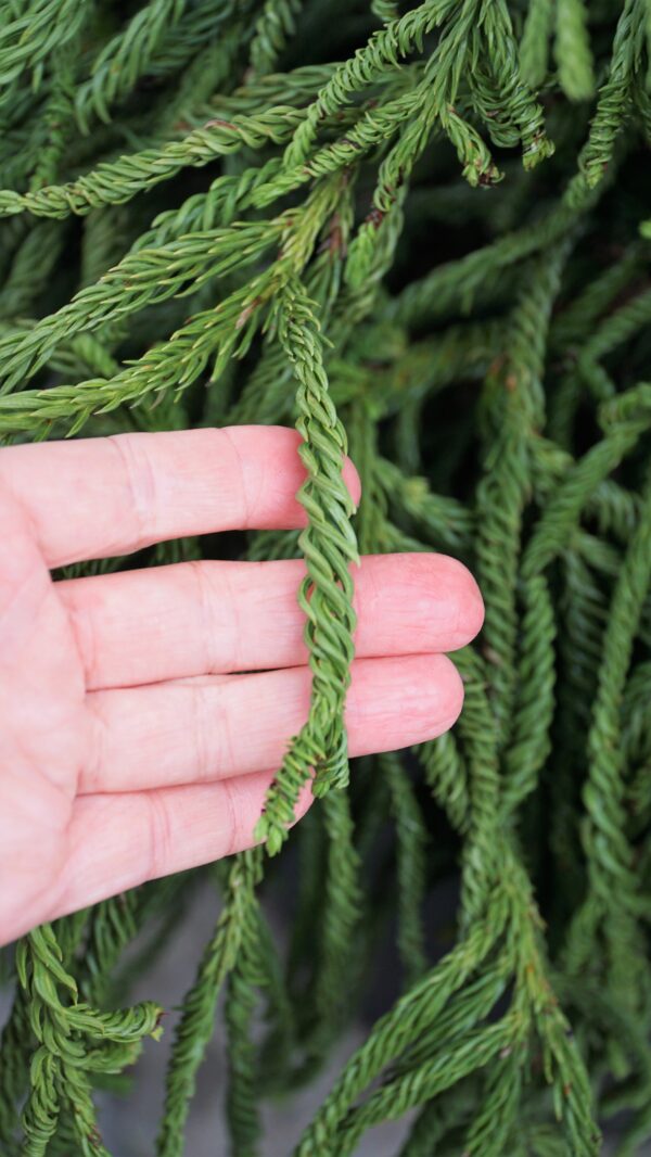 SZYDLICA JAPOŃSKA SPIRALIS Cryptomeria japonica