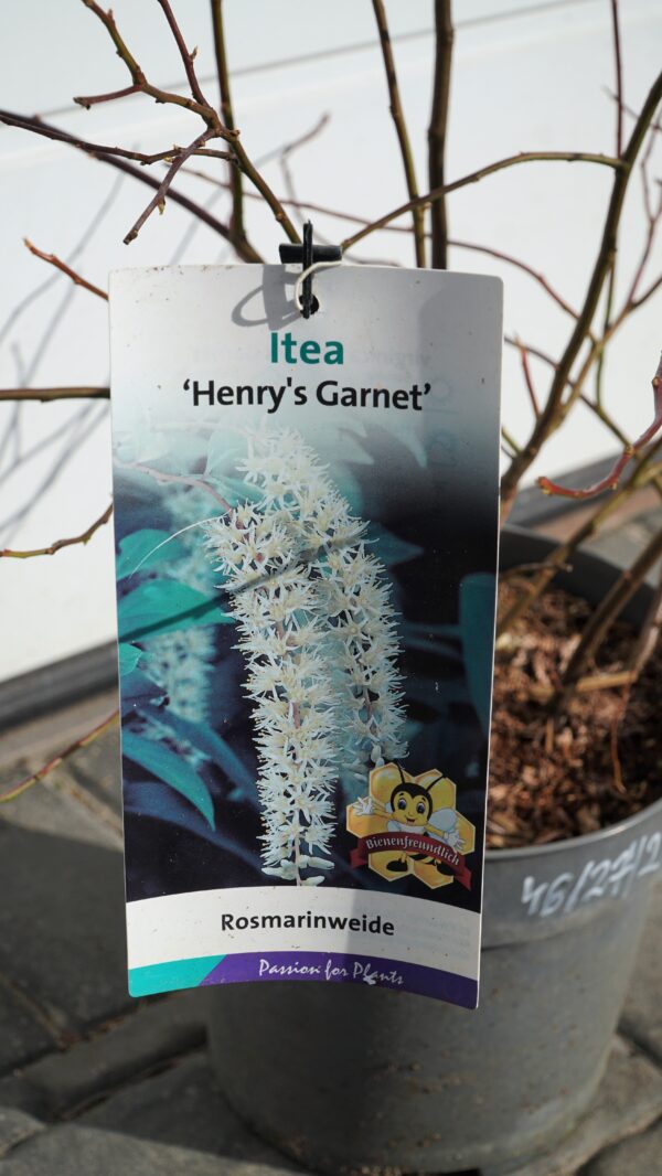 ITEA WIRGILIJSKA HENRY'S GARNET Itea virginica