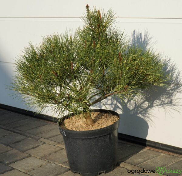 SOSNA GĘSTOKWIATOWA OCULUS-DRACONIS Pinus densiflora