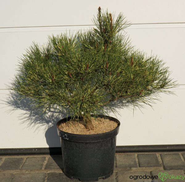 SOSNA GĘSTOKWIATOWA OCULUS-DRACONIS Pinus densiflora