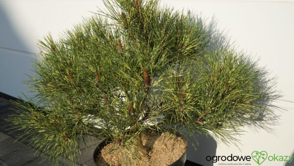 SOSNA GĘSTOKWIATOWA OCULUS-DRACONIS Pinus densiflora