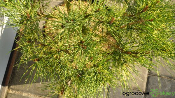 SOSNA GĘSTOKWIATOWA OCULUS-DRACONIS Pinus densiflora