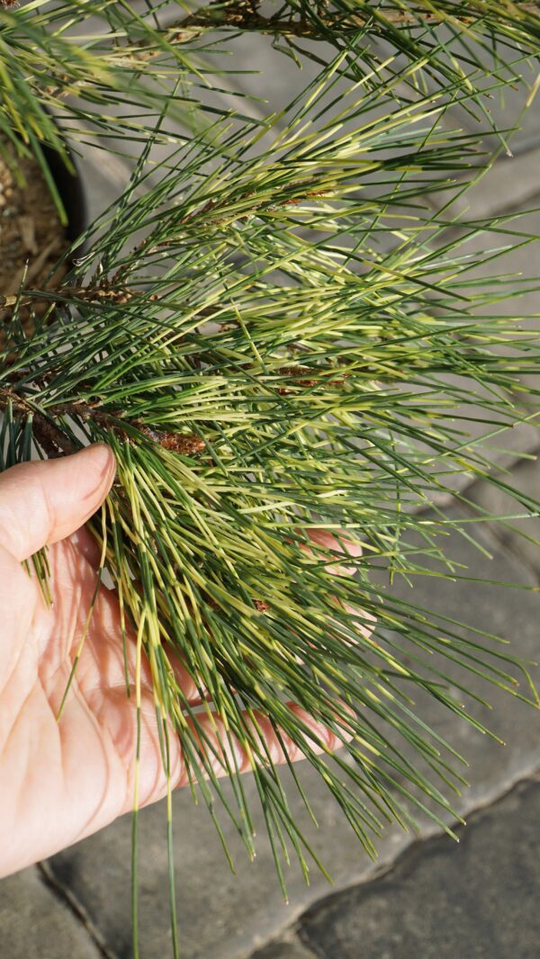 SOSNA GĘSTOKWIATOWA OCULUS-DRACONIS Pinus densiflora