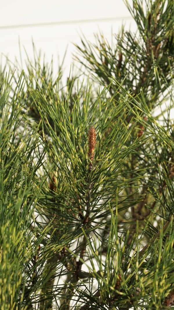 SOSNA GĘSTOKWIATOWA OCULUS-DRACONIS Pinus densiflora