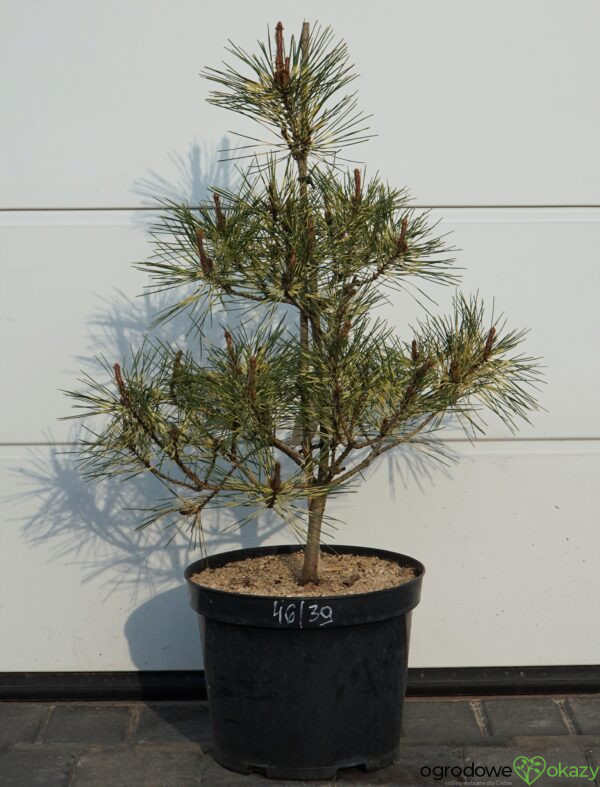 SOSNA GĘSTOKWIATOWA RAINBOW Pinus densiflora