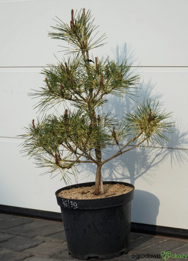 SOSNA GĘSTOKWIATOWA RAINBOW Pinus densiflora