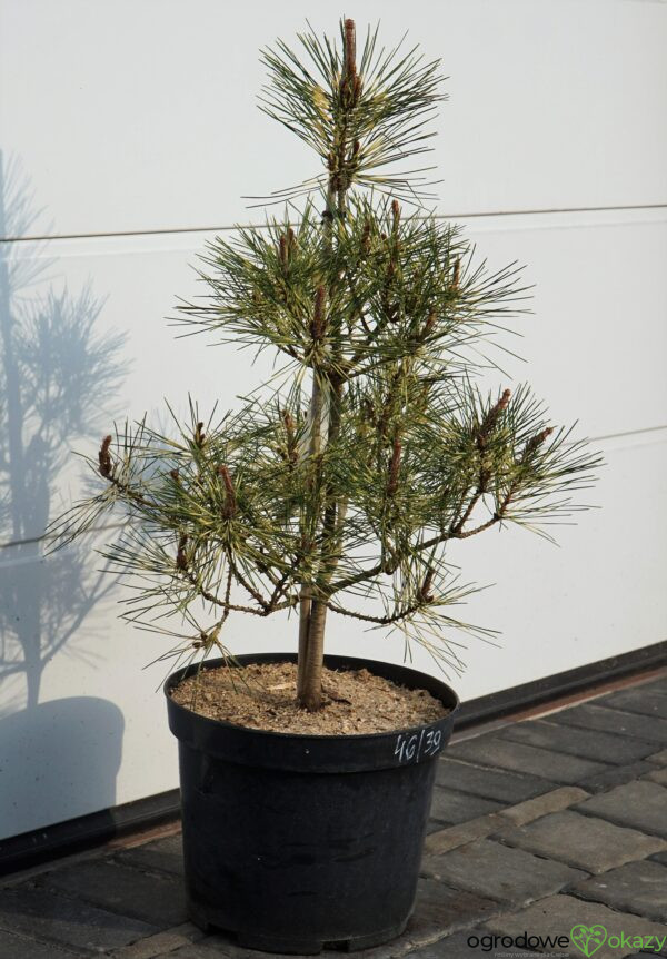 SOSNA GĘSTOKWIATOWA RAINBOW Pinus densiflora