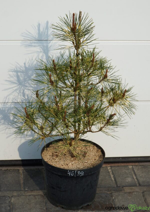 SOSNA GĘSTOKWIATOWA RAINBOW Pinus densiflora