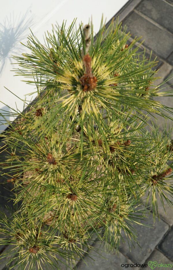 SOSNA GĘSTOKWIATOWA RAINBOW Pinus densiflora