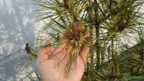 SOSNA GĘSTOKWIATOWA RAINBOW Pinus densiflora