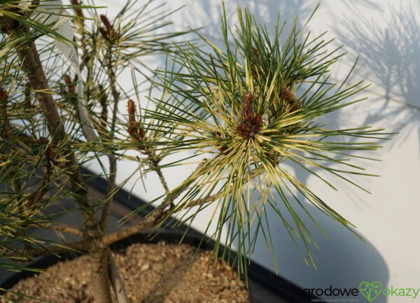 SOSNA GĘSTOKWIATOWA RAINBOW Pinus densiflora