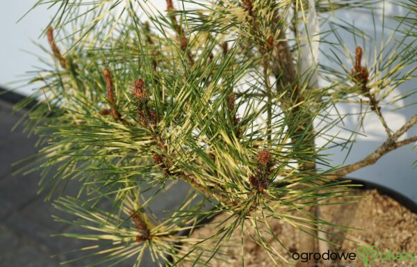 SOSNA GĘSTOKWIATOWA RAINBOW Pinus densiflora