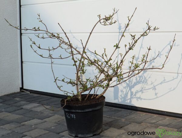 KALINA JAPOŃSKA CASCADE Viburnum plicatum