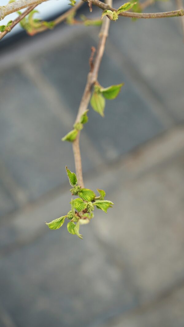 KALINA JAPOŃSKA CASCADE Viburnum plicatum