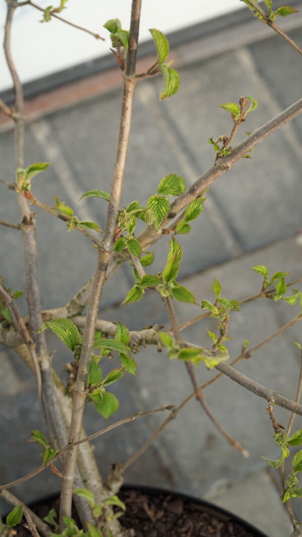 KALINA JAPOŃSKA CASCADE Viburnum plicatum