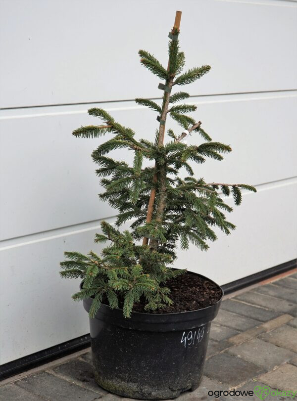 ŚWIERK POSPOLITY PERRY'S GOLD Picea abies