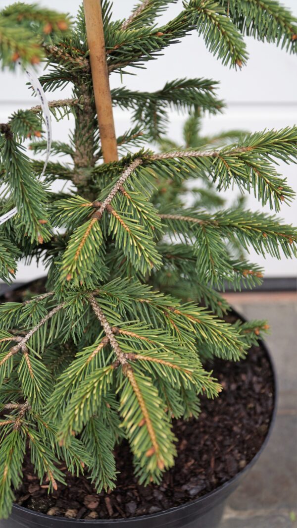 ŚWIERK POSPOLITY PERRY'S GOLD Picea abies