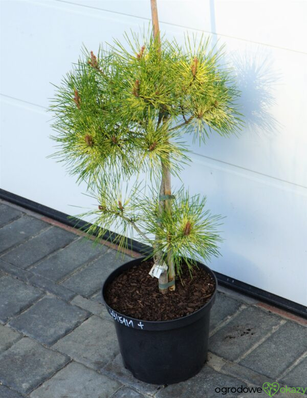 SOSNA GĘSTOKWIATOWA SHIRO-NISHIKI Pinus densiflora