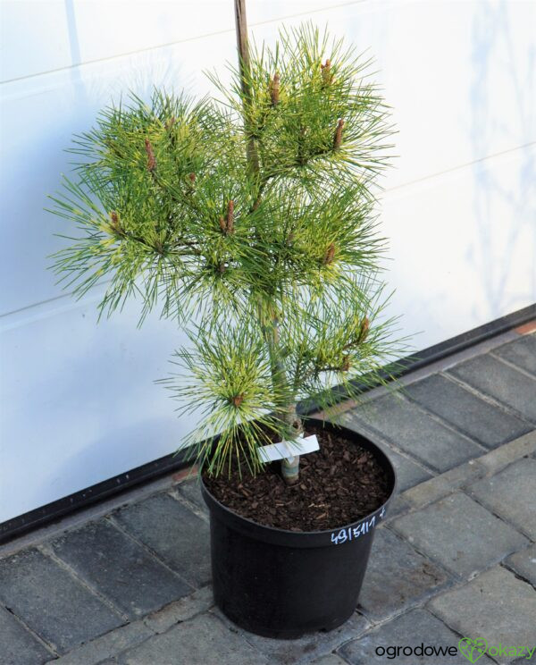 SOSNA GĘSTOKWIATOWA SHIRO-NISHIKI Pinus densiflora