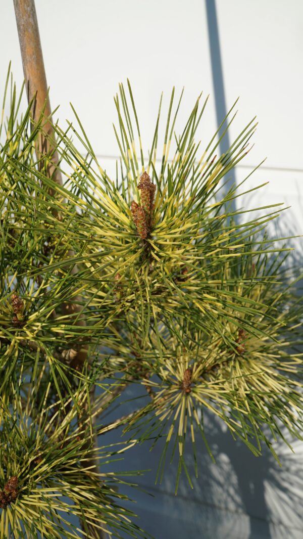 SOSNA GĘSTOKWIATOWA SHIRO-NISHIKI Pinus densiflora