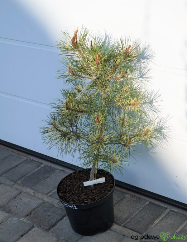 SOSNA GĘSTOKWIATOWA SHIRO-NISHIKI Pinus densiflora