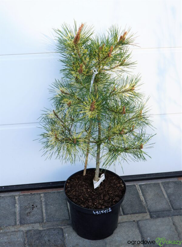 SOSNA GĘSTOKWIATOWA SHIRO-NISHIKI Pinus densiflora