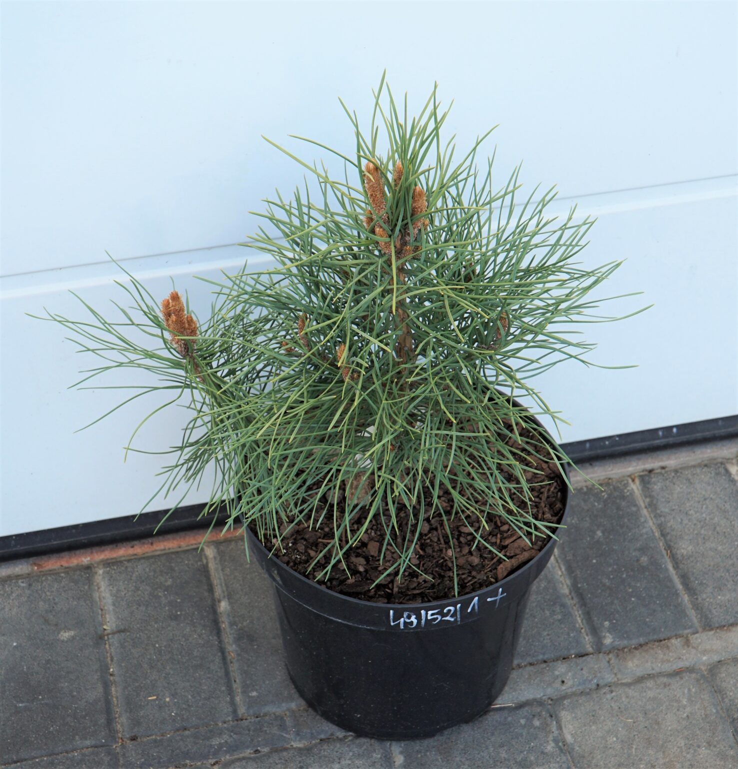 SOSNA POSPOLITA BIAŁOGON Pinus sylvestris