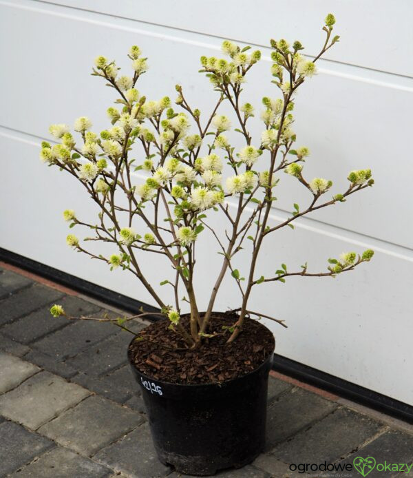 FOTERGILLA WIĘKSZA Fothergilla major