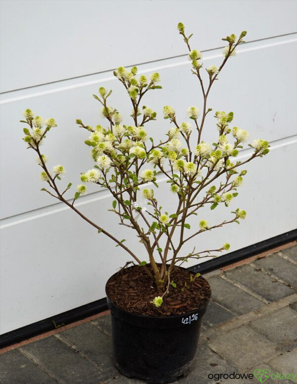 FOTERGILLA WIĘKSZA Fothergilla major