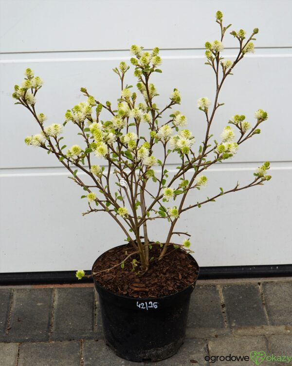 FOTERGILLA WIĘKSZA Fothergilla major