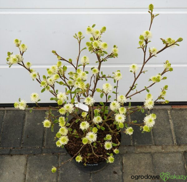 FOTERGILLA WIĘKSZA Fothergilla major