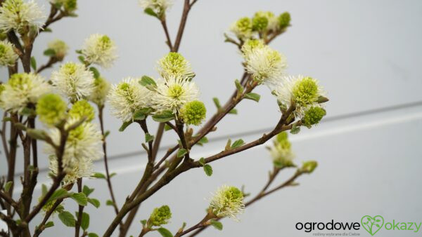 FOTERGILLA WIĘKSZA Fothergilla major