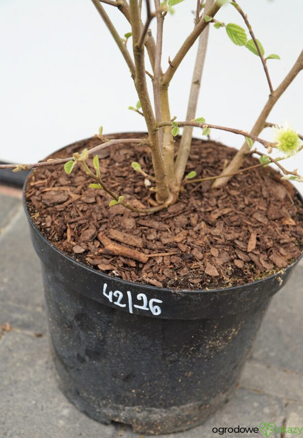 FOTERGILLA WIĘKSZA Fothergilla major