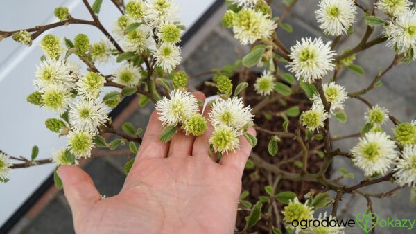 FOTERGILLA WIĘKSZA Fothergilla major