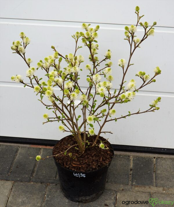 FOTERGILLA WIĘKSZA Fothergilla major