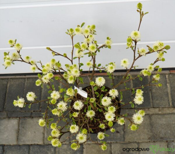 FOTERGILLA WIĘKSZA Fothergilla major