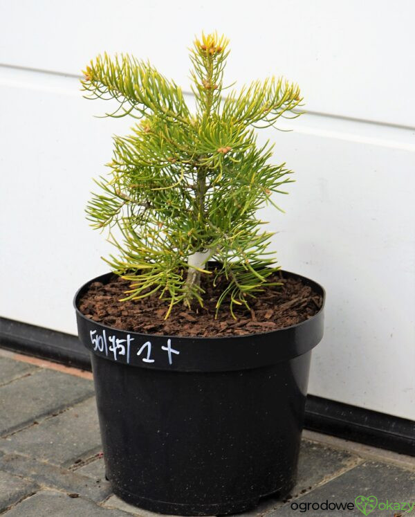 JODŁA JEDNOBARWNA (KALIFORNIJSKA) WINTERGOLD Abies concolor