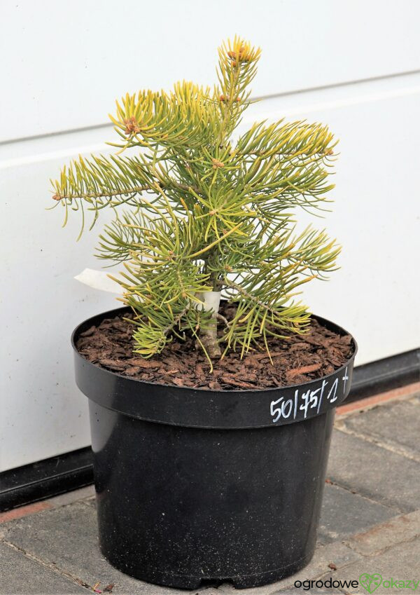 JODŁA JEDNOBARWNA (KALIFORNIJSKA) WINTERGOLD Abies concolor