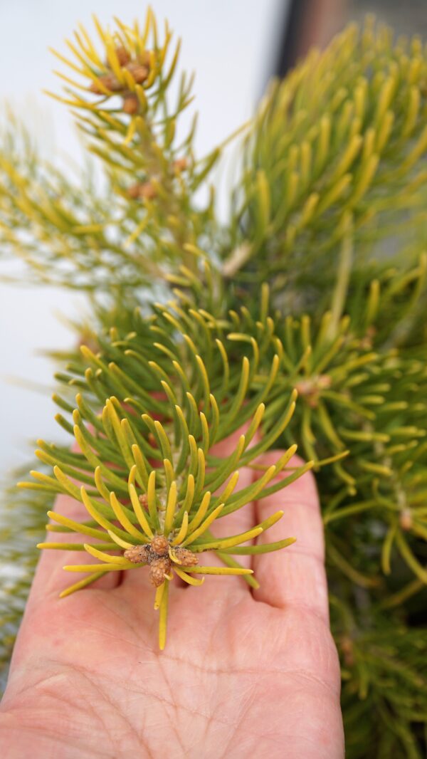 JODŁA JEDNOBARWNA (KALIFORNIJSKA) WINTERGOLD Abies concolor