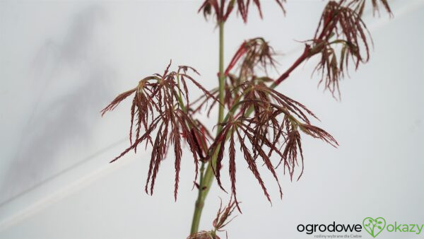 KLON PALMOWY DRAGON'S FIRE Acer palmatum