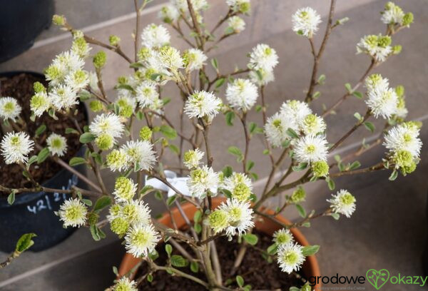 FOTERGILLA WIĘKSZA Fothergilla major